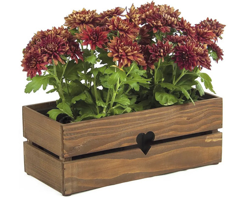 Chrysanthemen in Holzkiste mit Herzmuster