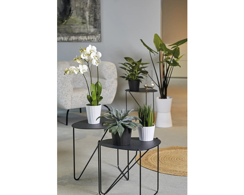 Salon avec plantes d''intérieur en pots sur des tables d''appoint