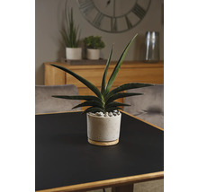 Plante d''intérieur dans un pot en béton sur une table