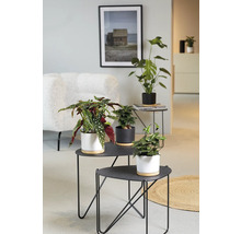 Salon avec plantes d''intérieur sur des tables d''appoint