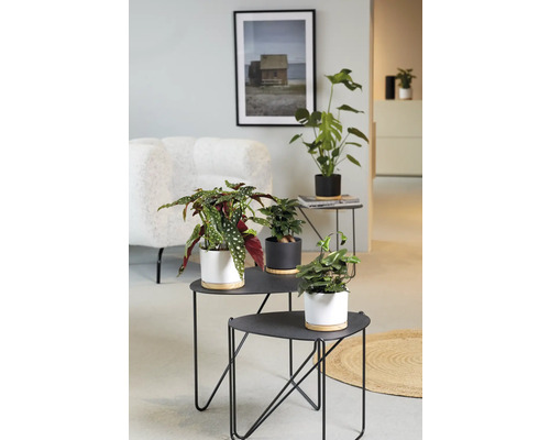 Salon avec plantes d''intérieur sur des tables d''appoint