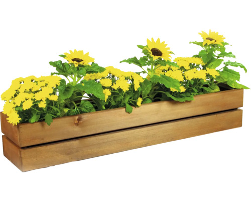 Holzblumenkasten bepflanzt mit Sonnenblumen und gelben Chrysanthemen