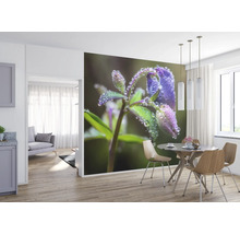 Wandbild mit Nahaufnahme einer blauen Blume mit Tautropfen in einem Esszimmer