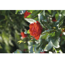 Rose « Zepeti » h env. 20 cm Co, 2 L Busch-thumb-3