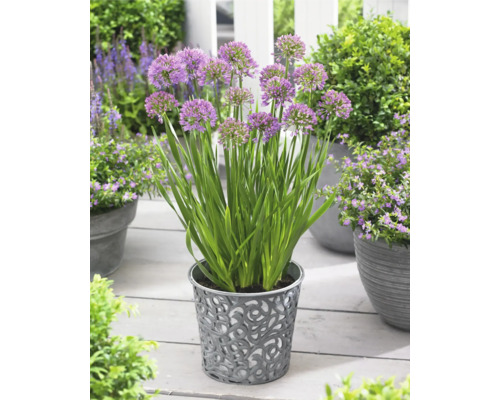 Fleurs d''ail dans un pot de fleurs décoratif sur une terrasse