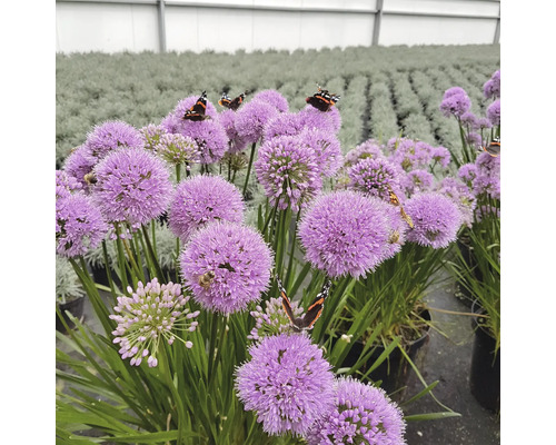 Ail d''ornement avec papillons et abeilles