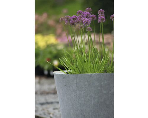 Ail d''ornement en fleurs dans un pot