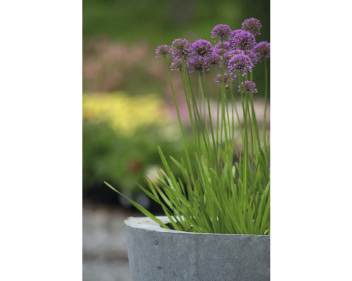 Ail d''ornement dans une jardinière grise