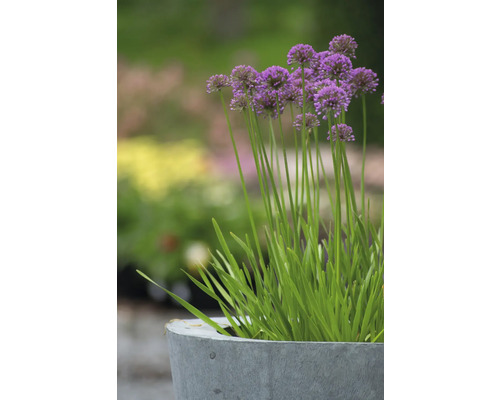 Ail d''ornement en pot