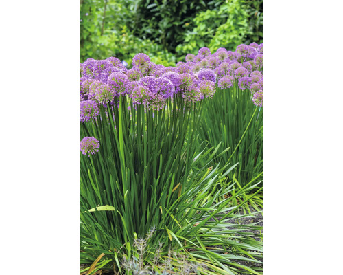 Plantes d''ail d''ornement en fleurs dans le jardin.