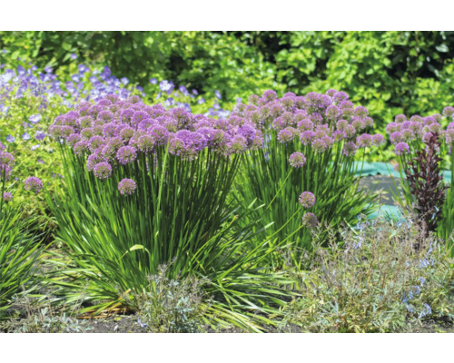 Parterre de fleurs avec des plants d''ail d''ornement