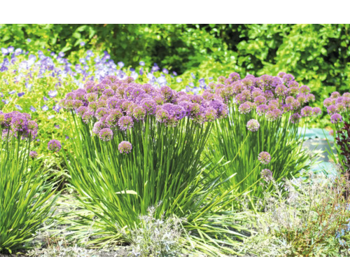 Plantes d''ail d''ornement fleuries dans une plate-bande