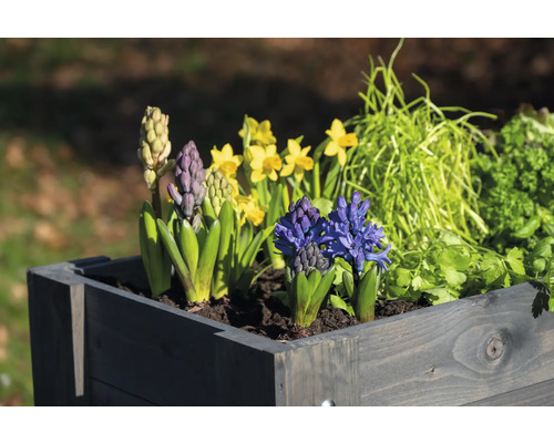 Jardinière avec jacinthes, jonquilles et herbes aromatiques