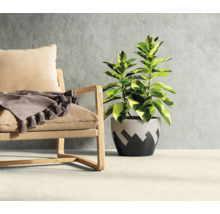 Dekoratives Zimmer mit Sessel, Decke und Topfpflanze