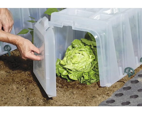 Frühbeet mit Salatpflanze und Hand beim Öffnen