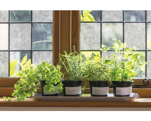 Jardin d''herbes aromatiques avec coriandre, romarin, thym et menthe sur un rebord de fenêtre