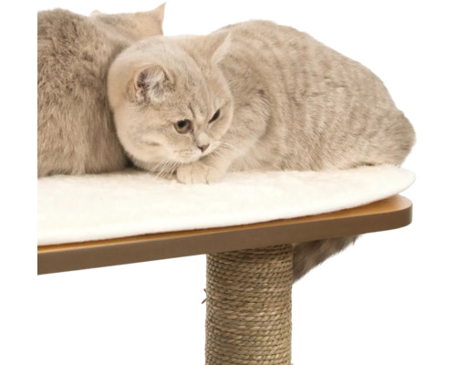 Katzen liegen auf einem Katzenkratzbaum