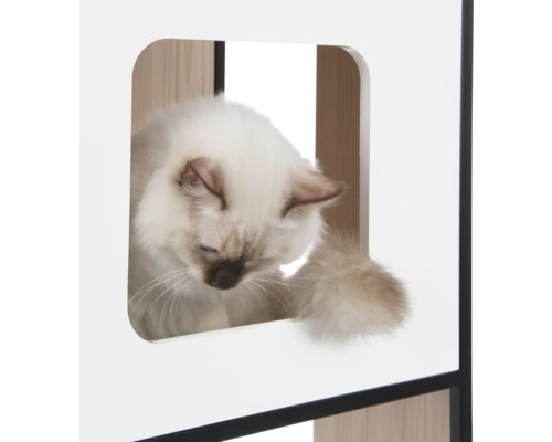 Katze in einem Katzenkratzbaum mit mehreren Ebenen