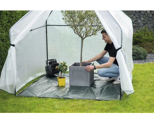 Scène montrant un homme plaçant un olivier en pot dans une serre tunnel, avec un appareil de chauffage à proximité