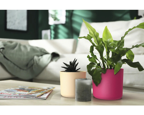 Dekorative Zimmerpflanzen in Blumentöpfen und eine Kerze auf einem Tisch in einem Wohnzimmer