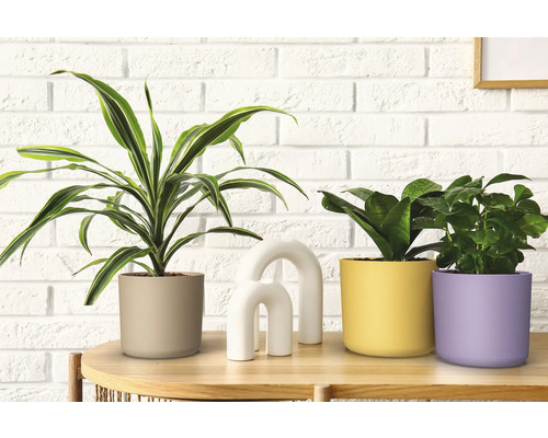 Arrangement mit Zimmerpflanzen in Übertöpfen und Dekoration auf einem Tisch vor einer Ziegelwand.