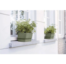 Jardinière avec plante sur un rebord de fenêtre