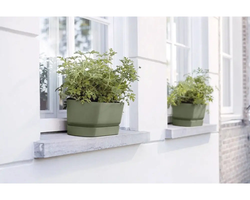 Jardinière avec plante sur un rebord de fenêtre