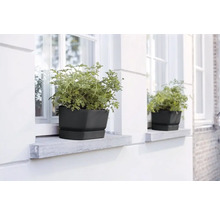 Deux jardinières noires avec des plantes sur un rebord de fenêtre