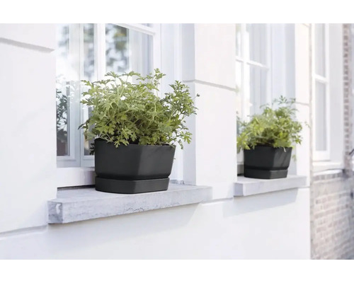 Deux jardinières noires avec des plantes vertes sur des rebords de fenêtre.