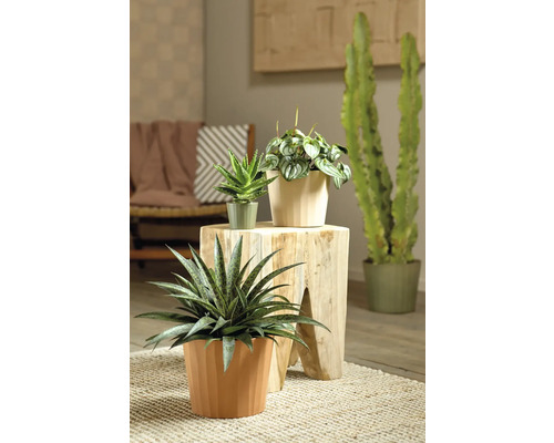 Plantes d''intérieur décoratives en pot sur une table d''appoint et un tapis.