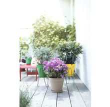 Plantes décoratives en pots sur une terrasse.