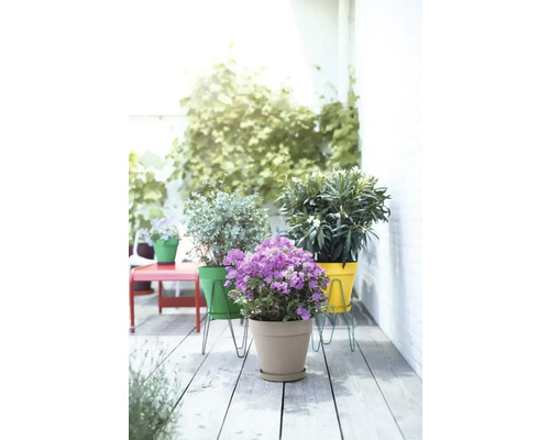 Plantes décoratives en pots sur une terrasse.