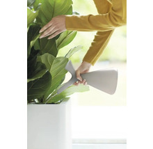 Frau giesst Zimmerpflanze mit Giesskanne