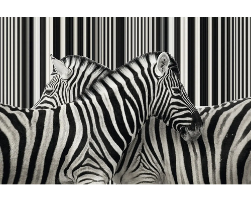 Nahaufnahme von Zebras mit Streifenmuster im Hintergrund