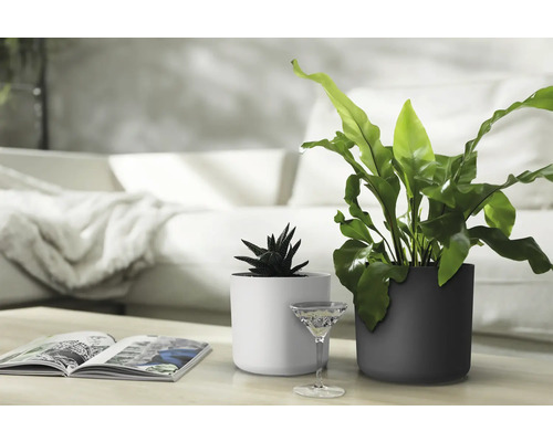 Zwei Zimmerpflanzen in weißen und anthrazitfarbenen Pflanzgefäßen auf einem Tisch