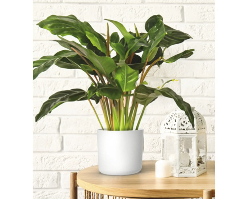 Pflanze im Topf auf einem Tisch mit einer Laterne