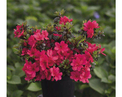 Azalee mit roten Blüten in einem Topf