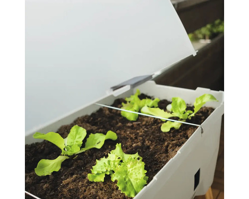 Hochbeet mit Salatpflanzen und Abdeckung