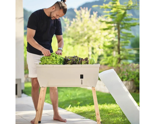 Mann arbeitet an einem Hochbeet mit Salatpflanzen im Garten.