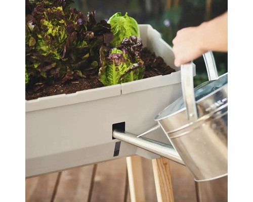 Hochbeet mit Salat wird mit einer Gießkanne bewässert.