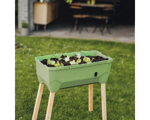 Hochbeet mit Salatbepflanzung im Garten