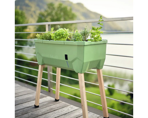 Hochbeet mit Salatbepflanzung auf einer Terrasse