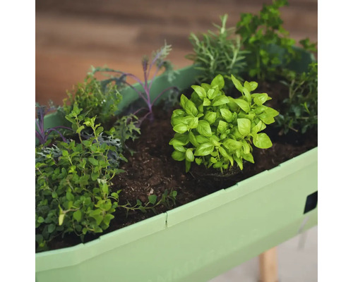 Hochbeet bepflanzt mit Kräutern wie Basilikum, Rosmarin und Petersilie.