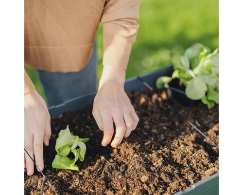 Une personne plante de la salade dans un bac à plantes rempli de terre.
