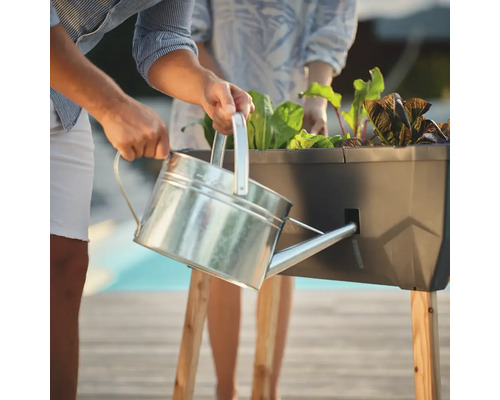 Une personne arrose un potager surélevé avec un arrosoir, contenant des plants de salade.