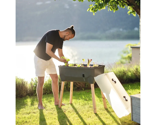 Un homme plante de la laitue dans un potager surélevé dans le jardin. Le potager surélevé a des pieds en bois et un couvercle de couleur claire.