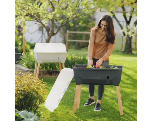 Femme plantant de la salade dans un potager surélevé avec couvercle transparent sur pieds en bois