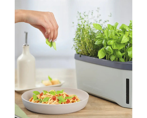 Pasta mit Basilikum aus dem Kräutergarten dekoriert