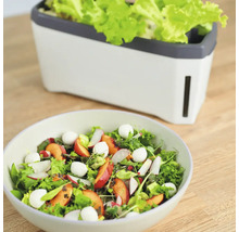 Salatschüssel mit Pflaumen, Radieschen und Mozzarella sowie Salatbehälter mit Salat