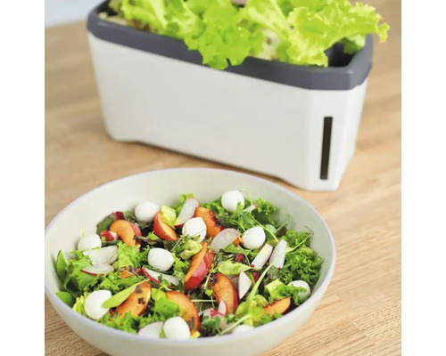 Salatschüssel mit Pflaumen, Radieschen und Mozzarella sowie Salatbehälter mit Salat